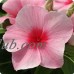 Vinca Flower Garden Seeds - Mediterranean XP Series - Strawberry - 100 Seeds - Annual Flower Gardening Seed   566997066